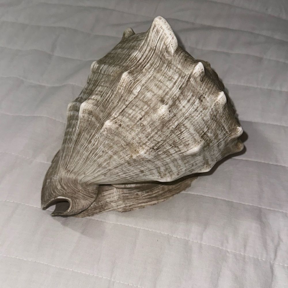 Large Ocean Shell - Picture 1 of 6